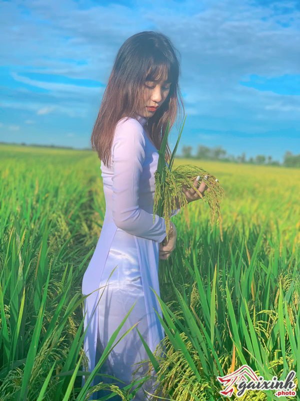 ảnh gái xinh mang áo dài đồng lúa